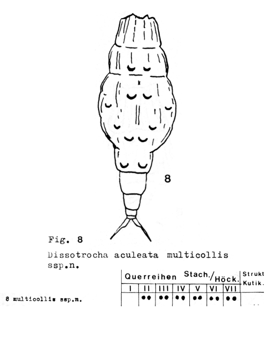Dissotrocha aculeata multicollis - Original description image