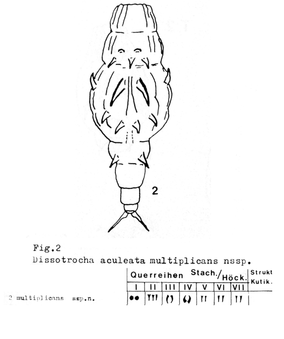 Dissotrocha aculeata multiplicans - Original description image