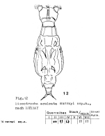 Dissotrocha aculeata murrayi - Original description image