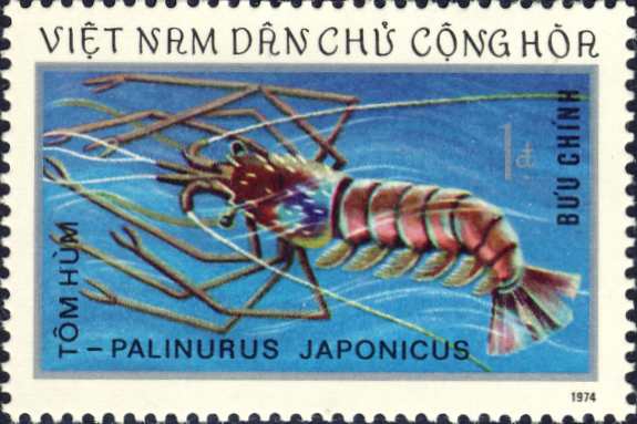 Palinurus japonicus