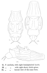 Dissotrocha aculeata octobullata