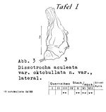 Dissotrocha aculeata octobullata - Original description image