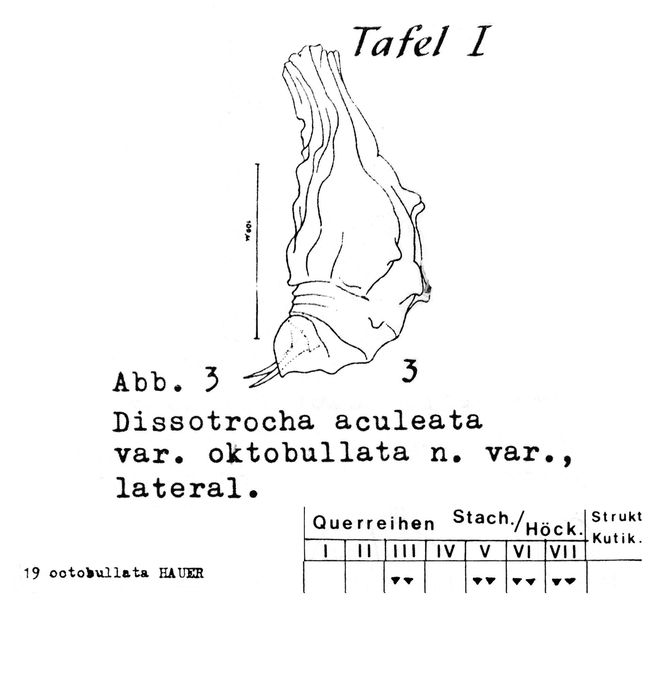 Dissotrocha aculeata octobullata