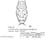 Dissotrocha aculeata octocollis - Original description image