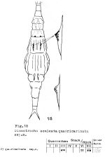 Dissotrocha aculeata quadricarinata - Original description image