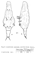 Dissotrocha aculeata quadrispinosa - Original description image