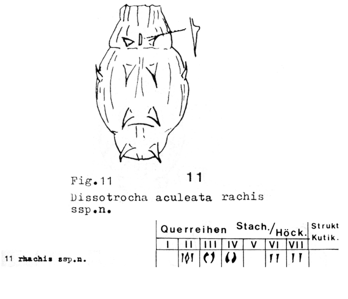 Dissotrocha aculeata rachis - Original description image