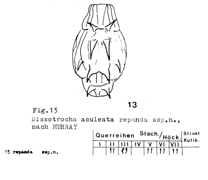 Dissotrocha aculeata repanda - Original description image