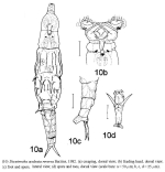Dissotrocha aculeata reversa