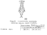 Dissotrocha aculeata reversa