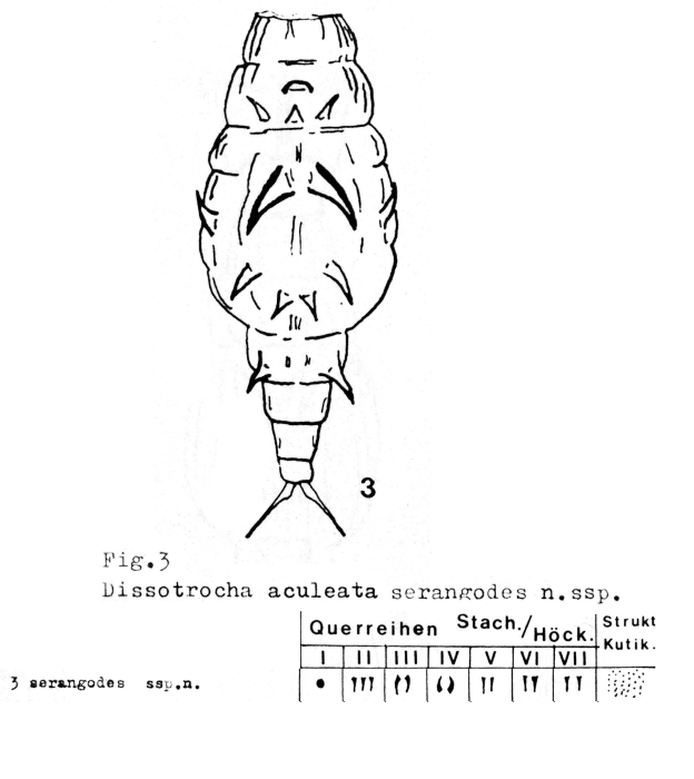 Dissotrocha aculeata serangodes - Original description image