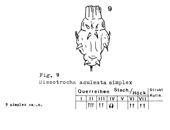 Dissotrocha aculeata simplex