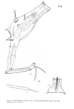 Dissotrocha bjoerki - Original description image