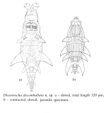 Dissotrocha decembullata - Original description image
