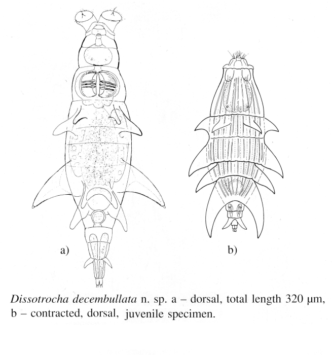 Dissotrocha decembullata - Original description image