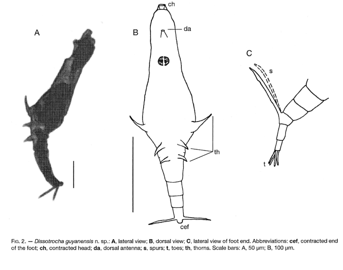 Dissotrocha guyanensis - Original description image