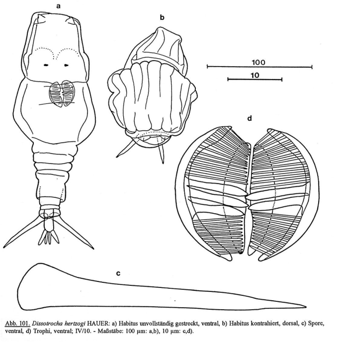 Dissotrocha hertzogi