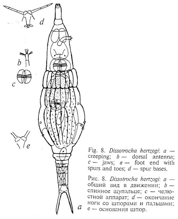 Dissotrocha hertzogi