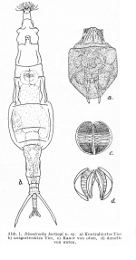 Dissotrocha hertzogi - Original description image
