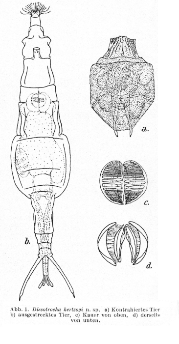 Dissotrocha hertzogi - Original description image