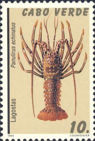 Panulirus echinatus Panulirus echinatus