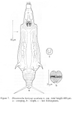 Dissotrocha hertzogi aculeata - Original description image