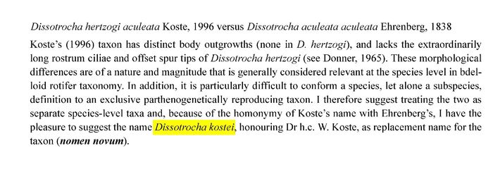 Dissotrocha kostei - Original description image