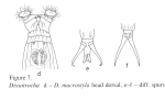 Dissotrocha macrostyla