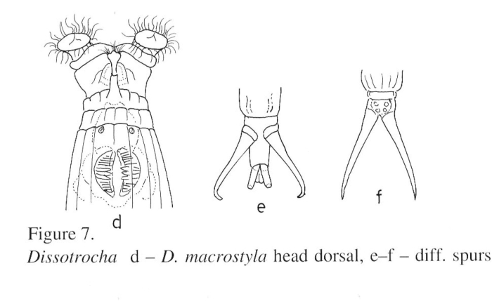 Dissotrocha macrostyla
