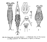 Dissotrocha macrostyla