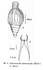 Dissotrocha macrostyla