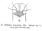 Dissotrocha macrostyla