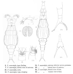 Dissotrocha macrostyla