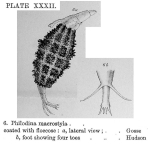 Dissotrocha macrostyla