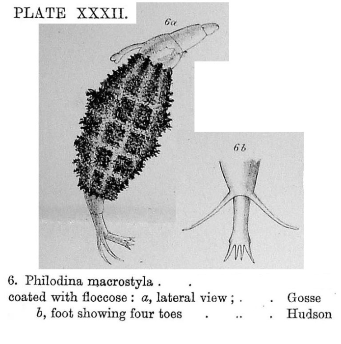 Dissotrocha macrostyla