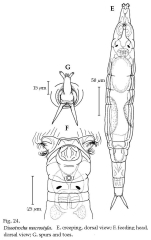 Dissotrocha macrostyla