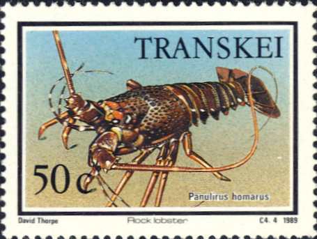 Panulirus homarus