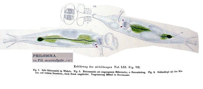 Dissotrocha macrostyla - Original description image