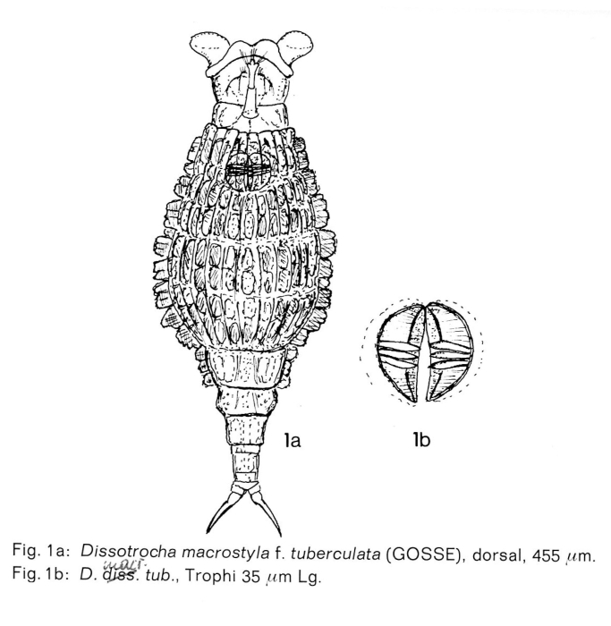 Dissotrocha macrostyla f. tuberculata