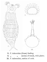 Dissotrocha macrostyla f. tuberculata