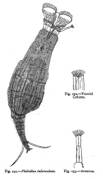 Dissotrocha macrostyla f. tuberculata