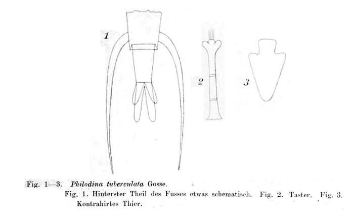 Dissotrocha macrostyla f. tuberculata