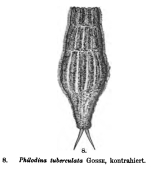 Dissotrocha macrostyla f. tuberculata