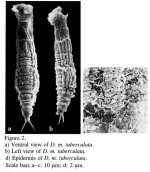Dissotrocha macrostyla f. tuberculata