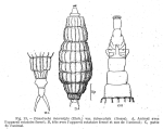 Dissotrocha macrostyla f. tuberculata