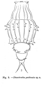 Dissotrocha pectinata