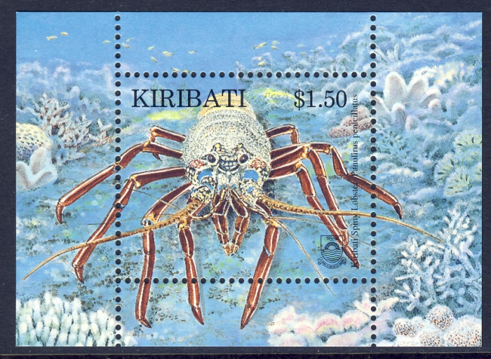 Panulirus penicillatus Panulirus penicillatus