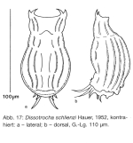 Dissotrocha schlienzi