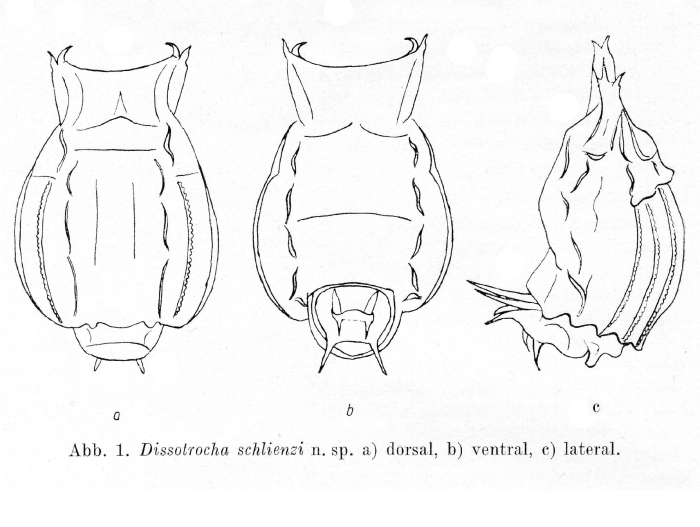 Dissotrocha schlienzi