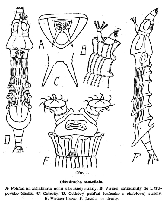 Dissotrocha scutellata - Original description image